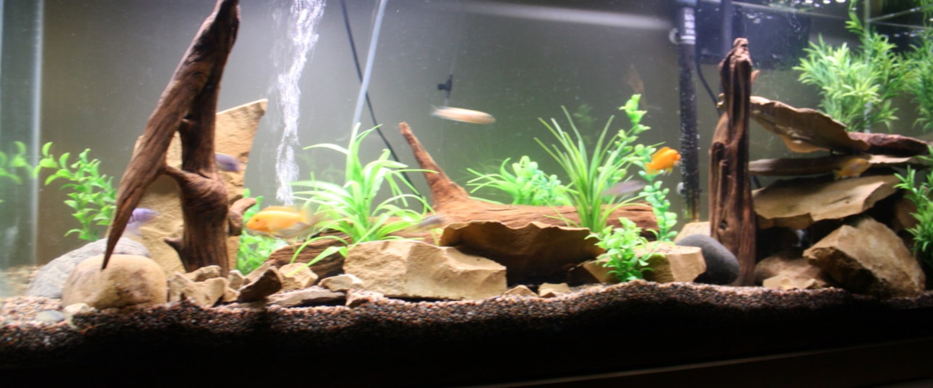 Is Maintaining a Fish Tank Easy