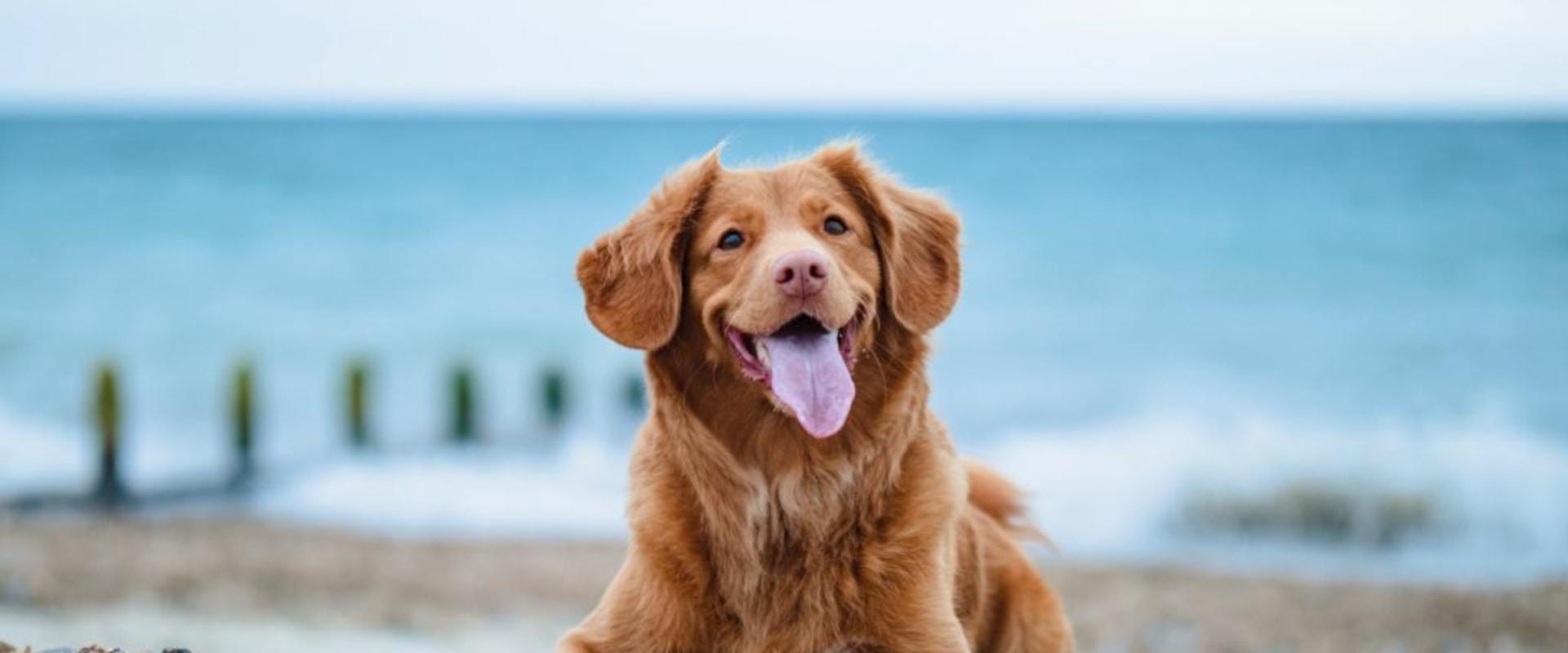 Which los angeles beaches allow dogs?