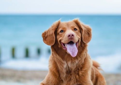Which los angeles beaches allow dogs?